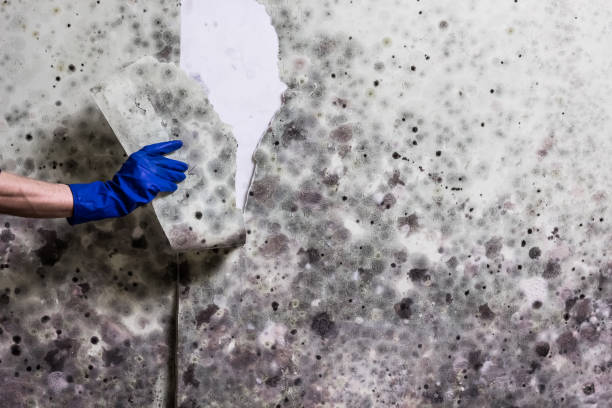 Best Crawl Space Mold Remediation in Deer Park, OH