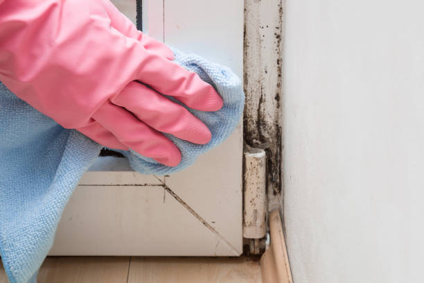 Best Black Mold Remediation in Deer Park, OH