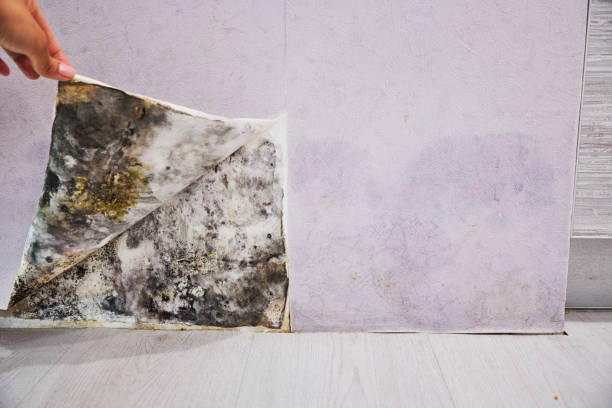 Trusted Deer Park, OH Mold Remediation Experts